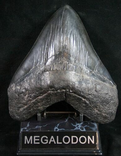 Very Wide Megalodon Tooth #9414